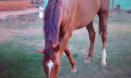 Does Your Horse Rush Through Trot Poles?