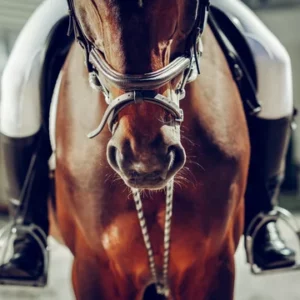 Private Lesson-Dressage