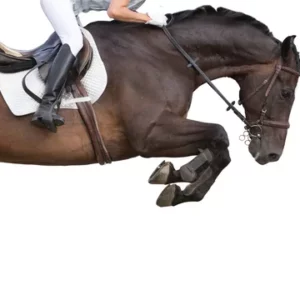 Private Lesson-Show Jumping