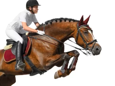 Equestrian Rider: Level 8 : Horse Riding : Kings Equestrian