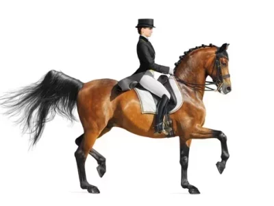 Equestrian Rider: Level 6 : Horse Riding: Kings Equestrian
