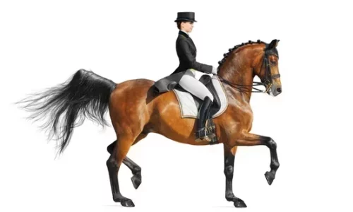 Equestrian Rider: Level 6 : Horse Riding: Kings Equestrian