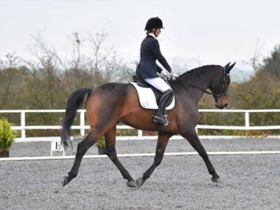 Equestrian Rider: Level 1 : Horse Riding : Kings Equestrian