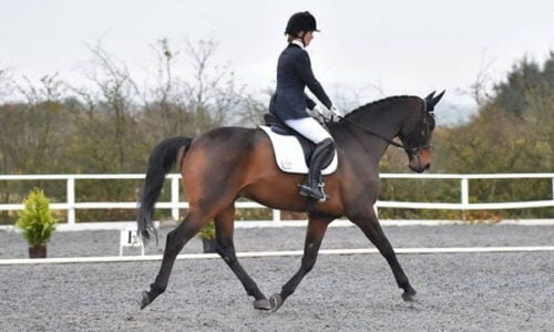 Equestrian Rider: Level 1 : Horse Riding : Kings Equestrian
