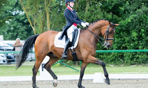 Equestrian Rider: Level 5 : Horse Riding:  Kings Equestrian