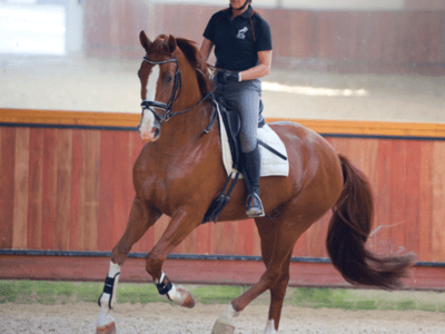 Equestrian Rider: Level 2 : Horse Riding : Kings Equestrian