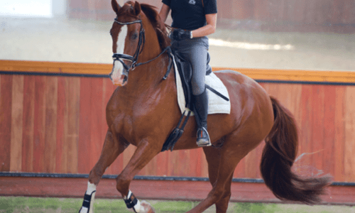 Equestrian Rider: Level 2 : Horse Riding : Kings Equestrian