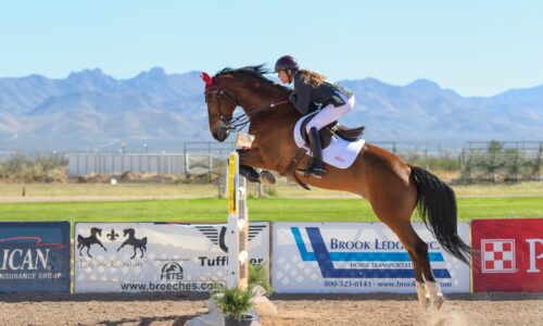 Equestrian Rider: Level 4 : Horse riding : Kings equestrian