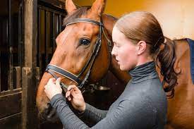 Horse Riding | Classes | Advanced | Kings | Equestrian